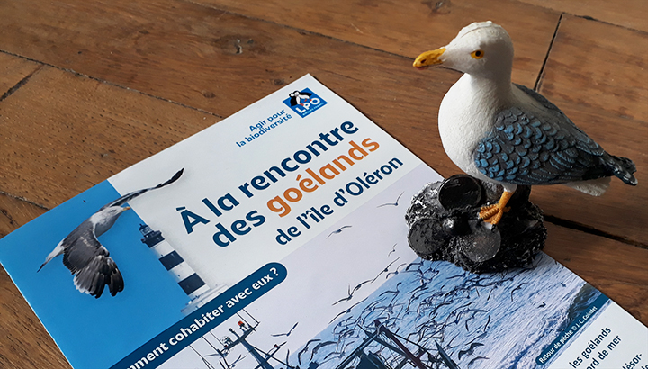 Comment cohabiter avec les goélands : suivez le guide !